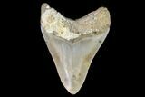 Fossil Megalodon Tooth - Visible Serrations #109012-2